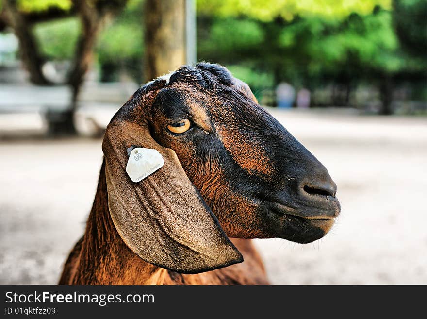 Head shot of a goat