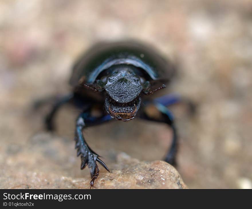 Dung beetle