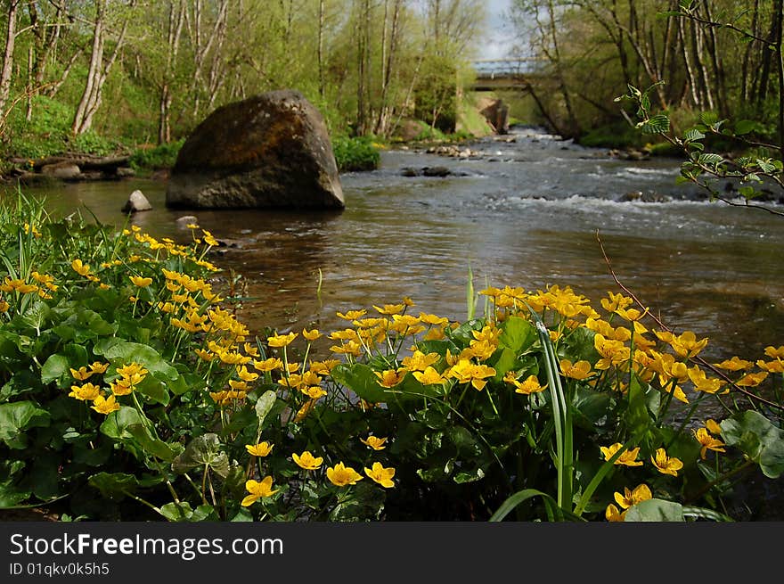 River and water lilys