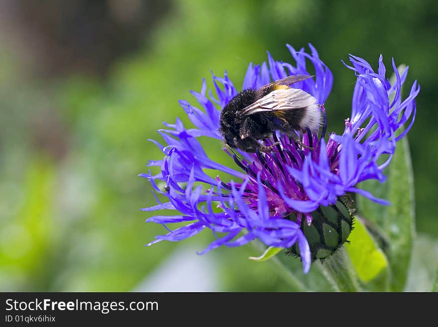 Blue flower with working bumblebee