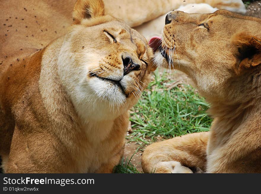 Lion licking other lion