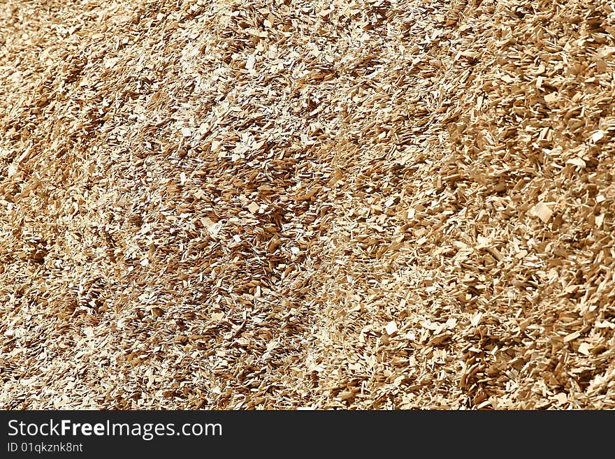 Wood chips of eucalyptus for industries