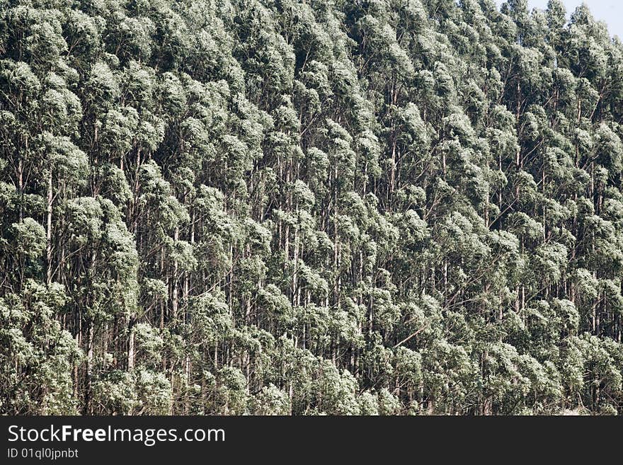 Eucalyptus plantation for paper industries