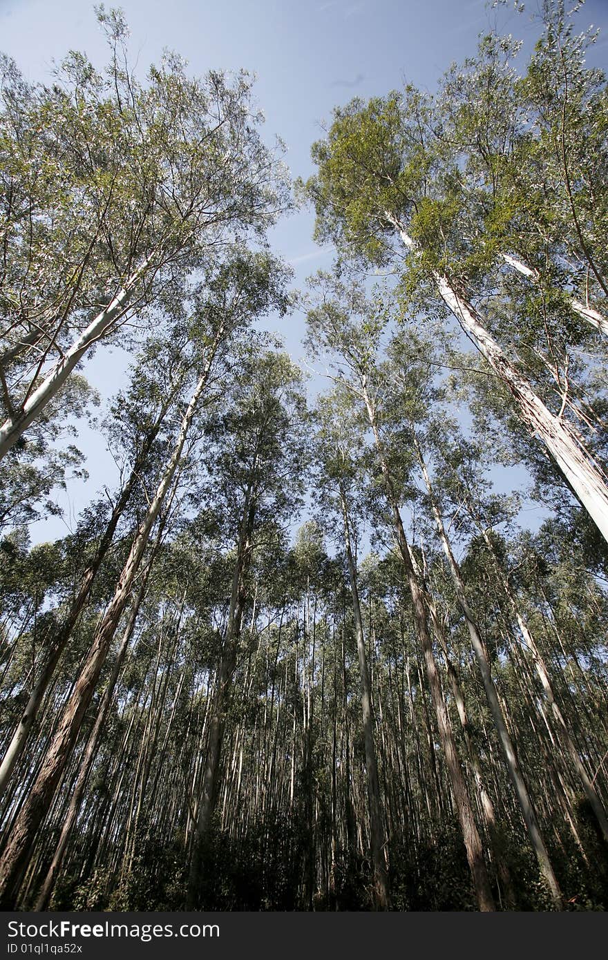 Eucalyptus plantation for paper industries