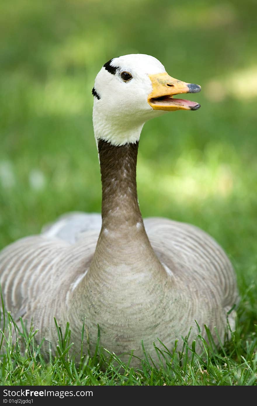 Goose resting on the green grass. Goose resting on the green grass