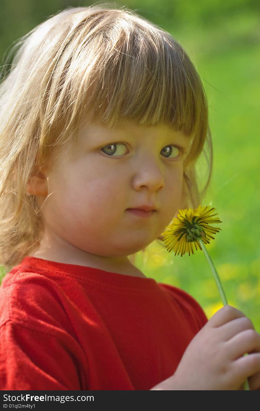 Close-up of a boy 2,5 years, holding dandelion standing in a spring field. Close-up of a boy 2,5 years, holding dandelion standing in a spring field