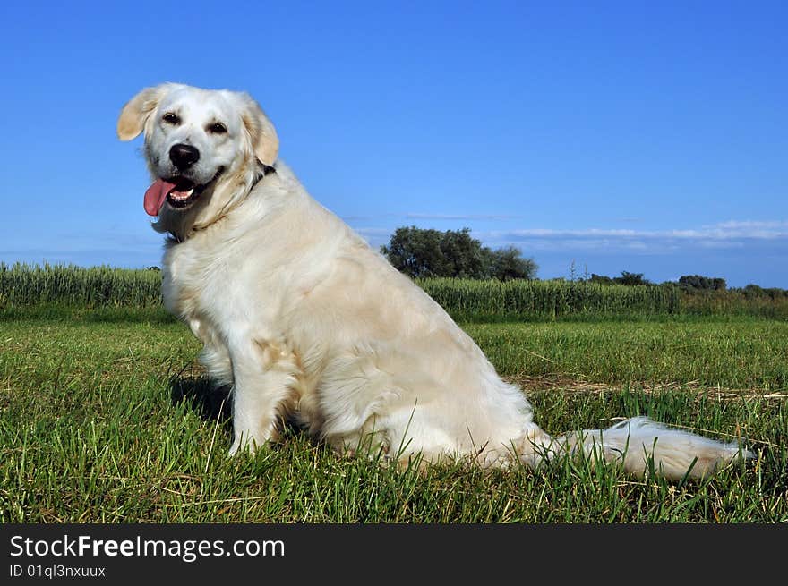 Golden retriever sitting in the grass