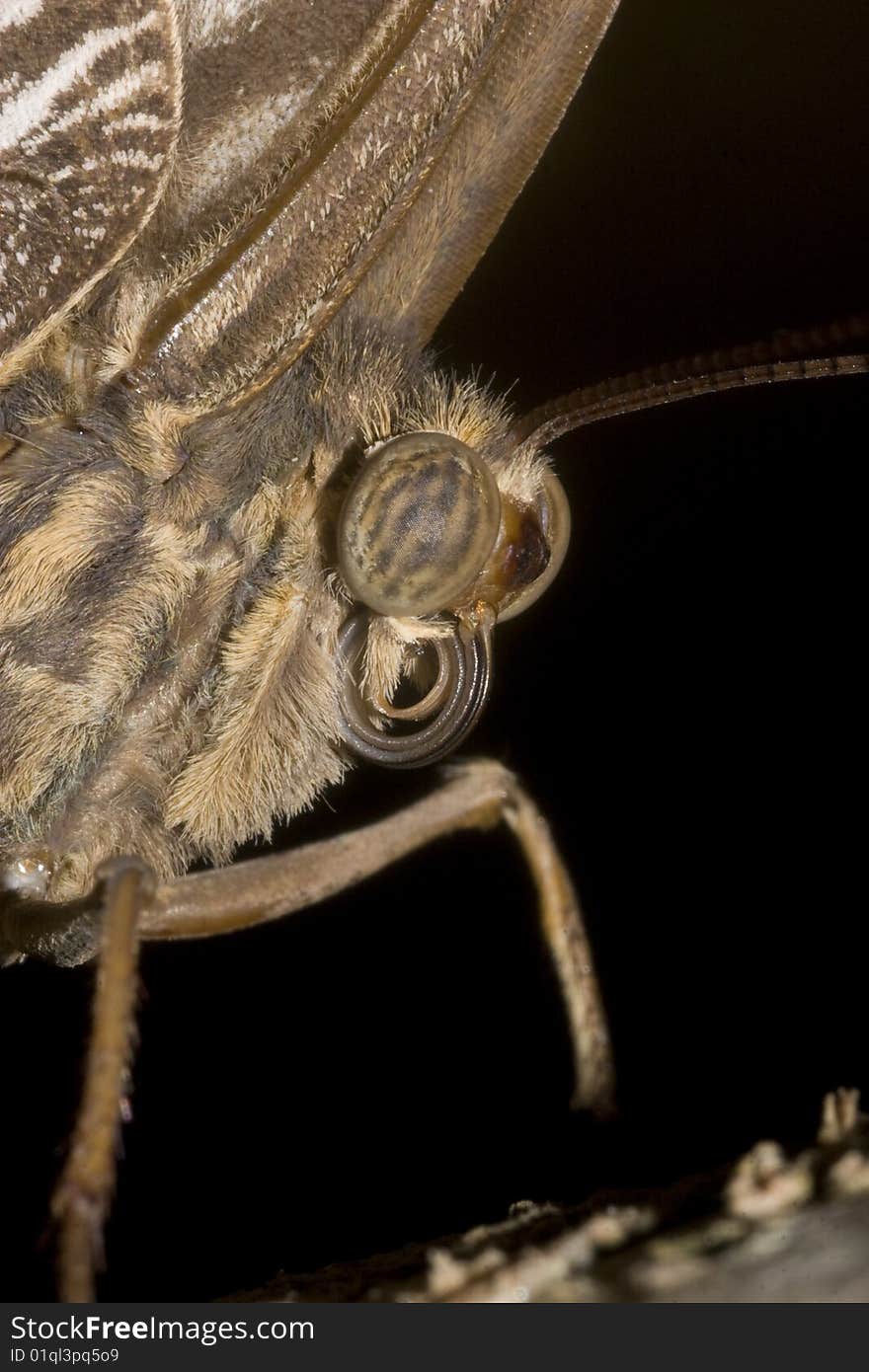 Macro of owl butterfly eyes, proboscis and well defined omatidea. Macro of owl butterfly eyes, proboscis and well defined omatidea