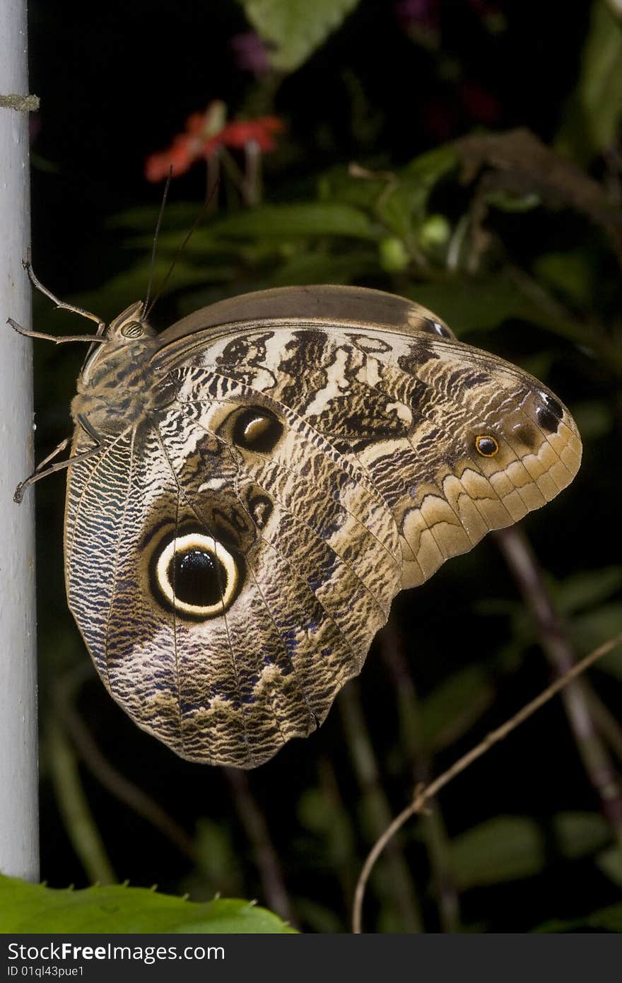 Macro of entire outerwing of owl butterfly. Macro of entire outerwing of owl butterfly