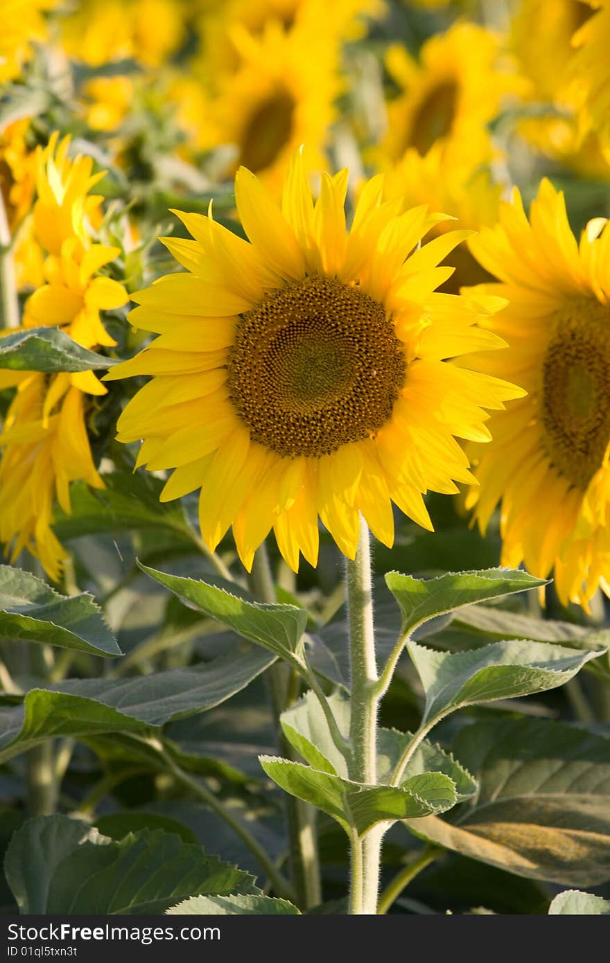 A sunflower in symbol of optimism and bright caracter. A sunflower in symbol of optimism and bright caracter