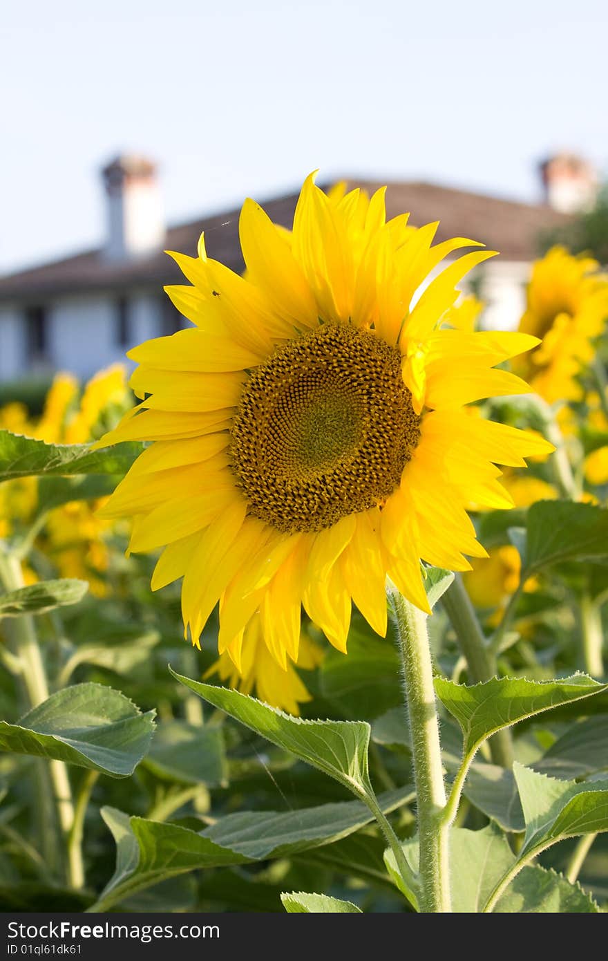 A sunflower in symbol of optimism and bright caracter. A sunflower in symbol of optimism and bright caracter