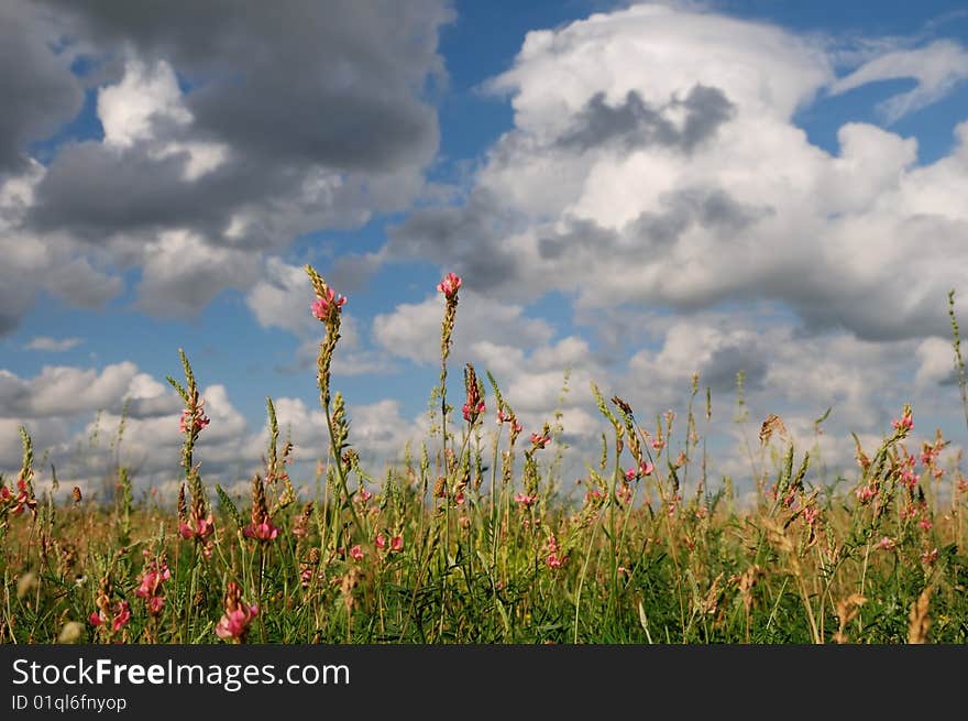 Wildflowers