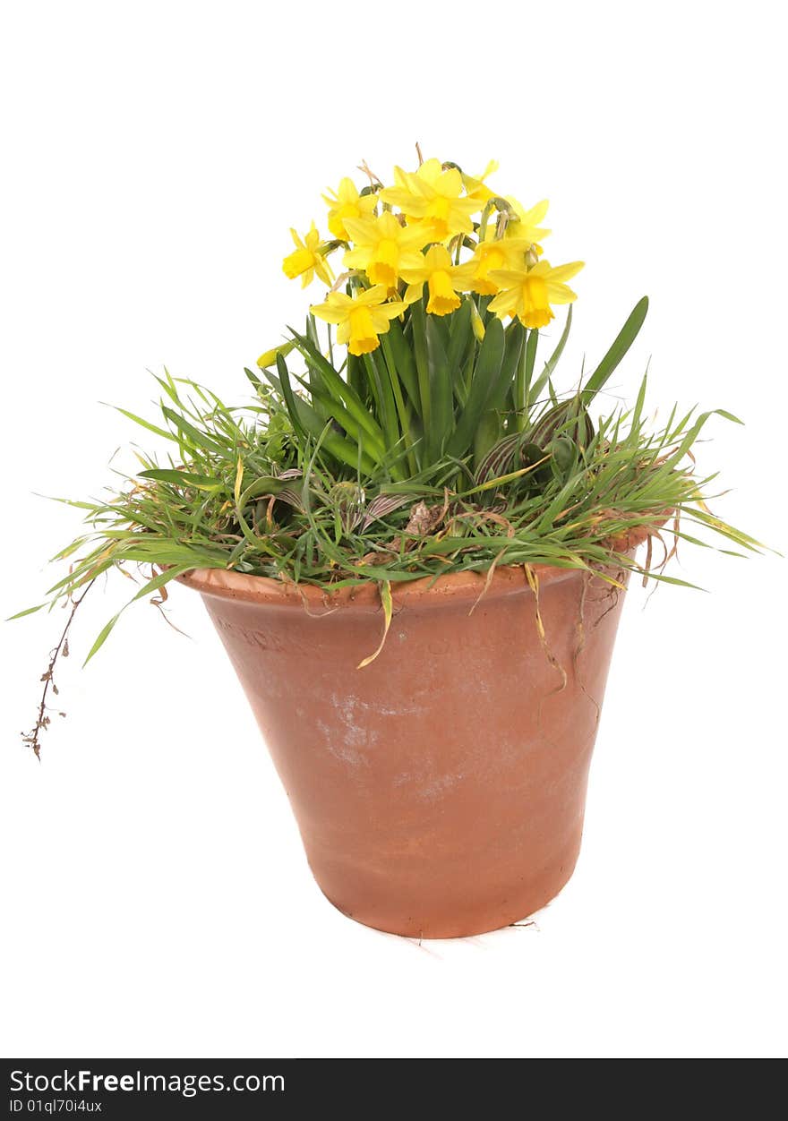 Spring daffodils in a plant pot in a studio