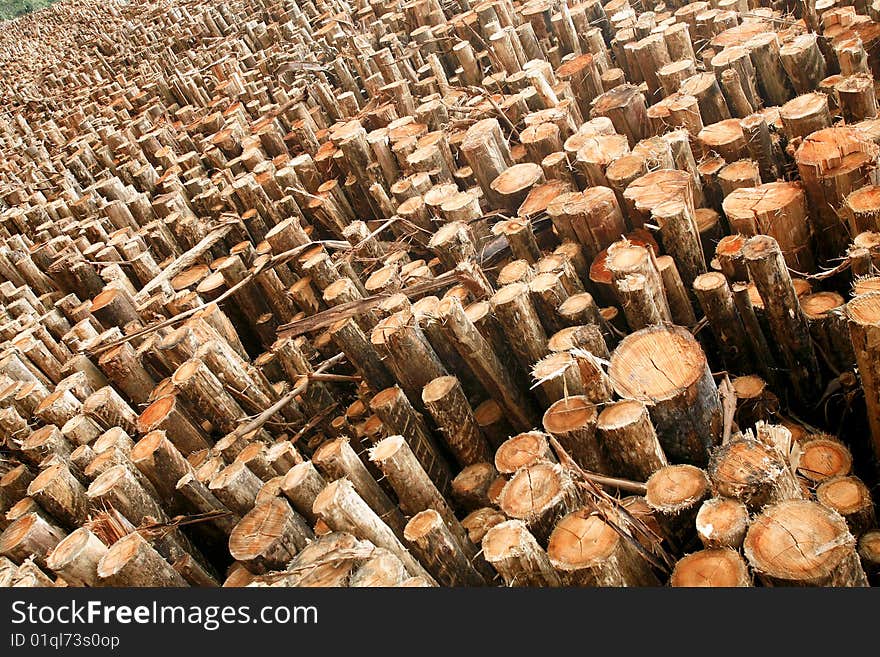 Cut logs stacked for industries. Cut logs stacked for industries