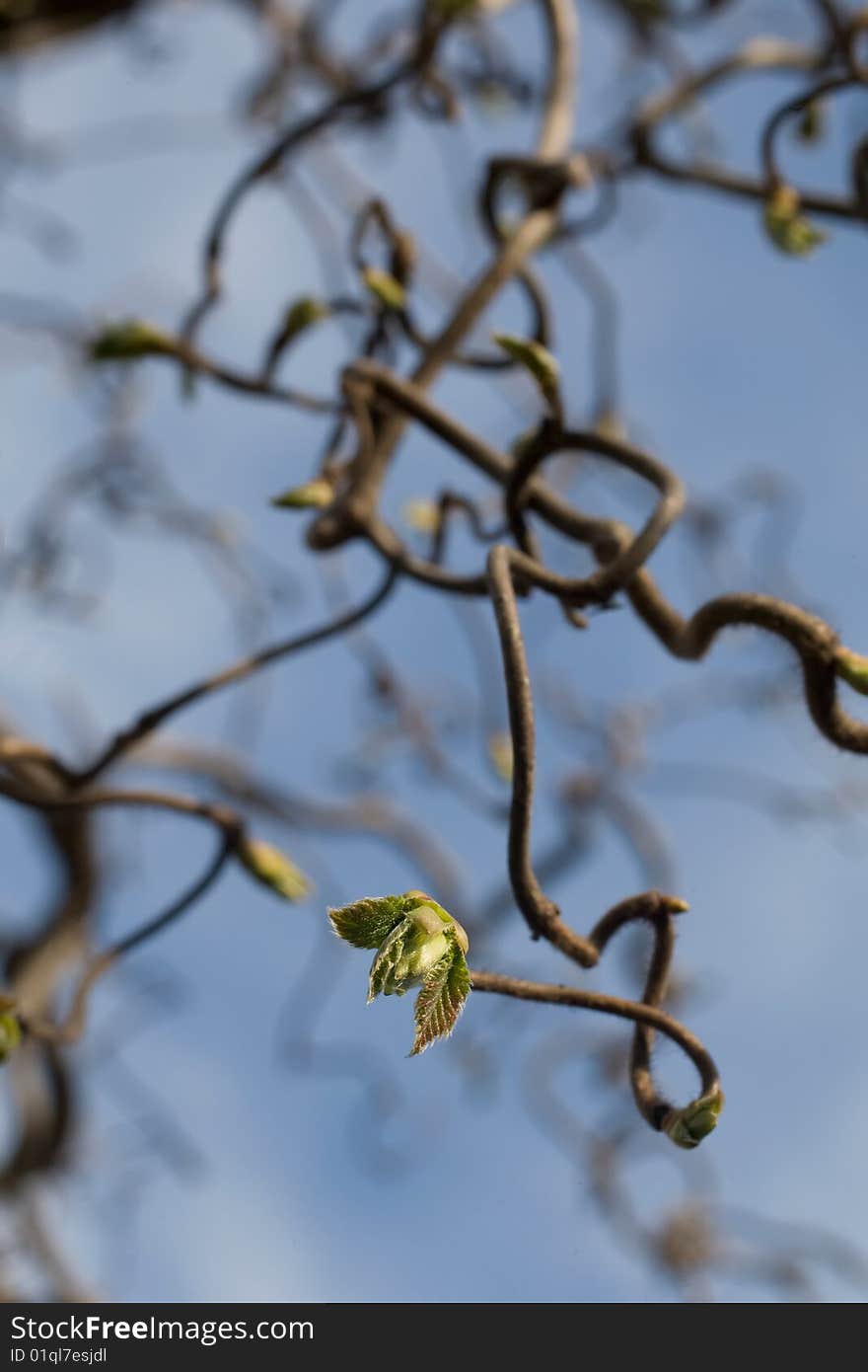 Small spring leaf on twisted branch