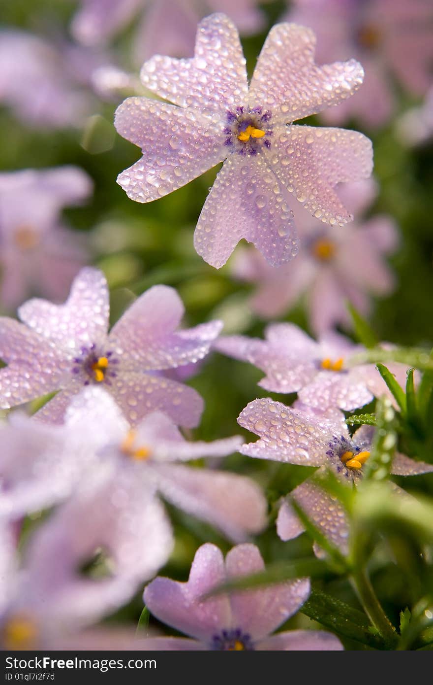 Pink flowers macro background