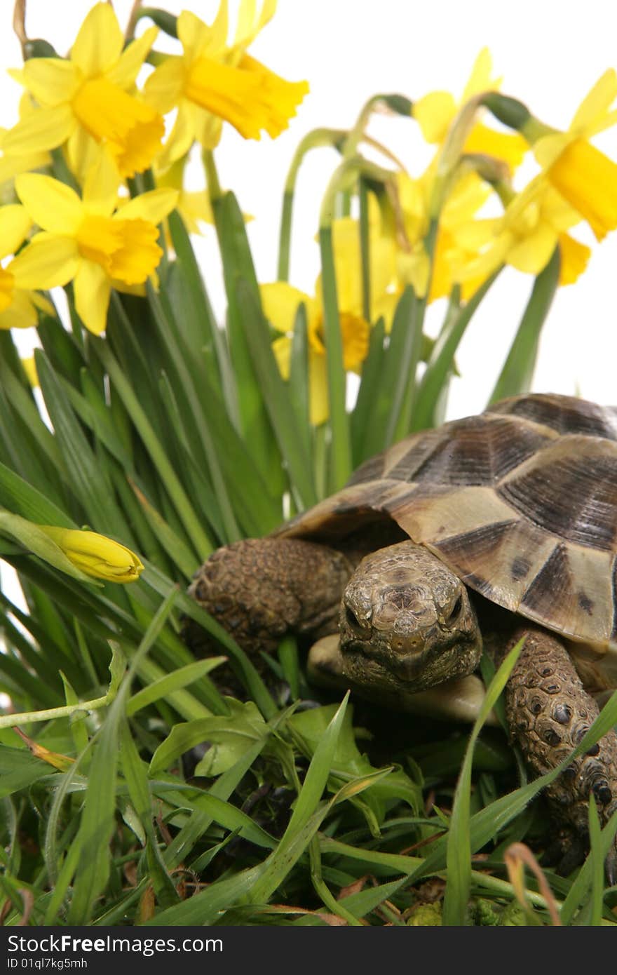 Hermann tortoise in daffodils portrait in a studio