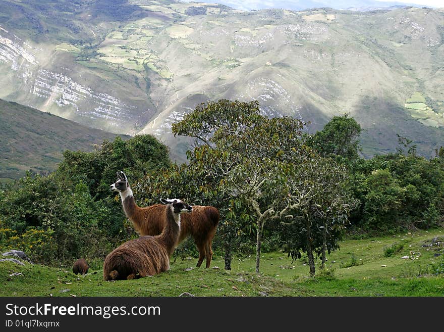 Llamas in the andes in Peru