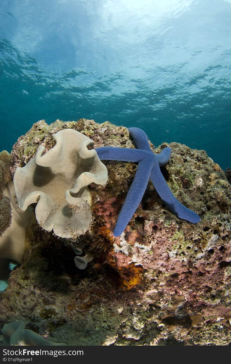 Blue Sea Star (Linckia laevigata) on a coral head underwater with the partly cloudy sky visible obove the water's surface. Blue Sea Star (Linckia laevigata) on a coral head underwater with the partly cloudy sky visible obove the water's surface.