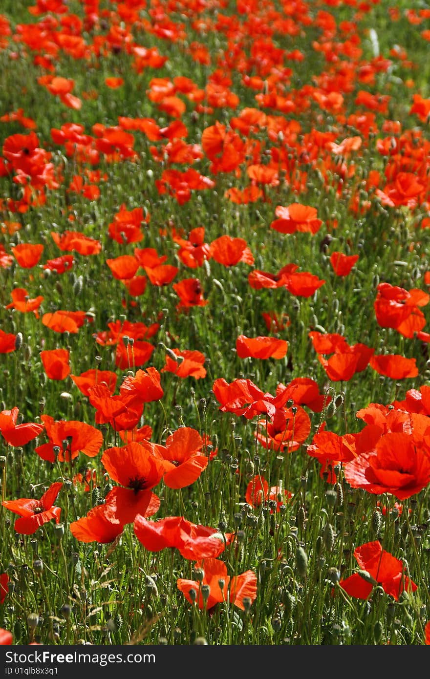 Red corn poppies in a field in Italy. Red corn poppies in a field in Italy