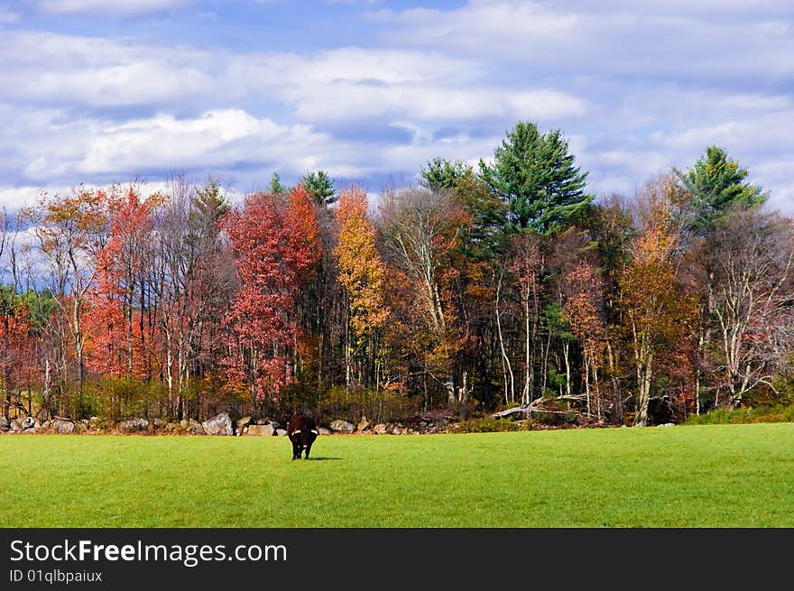 Bull grazing in a field in New England in the Fall. Bull grazing in a field in New England in the Fall