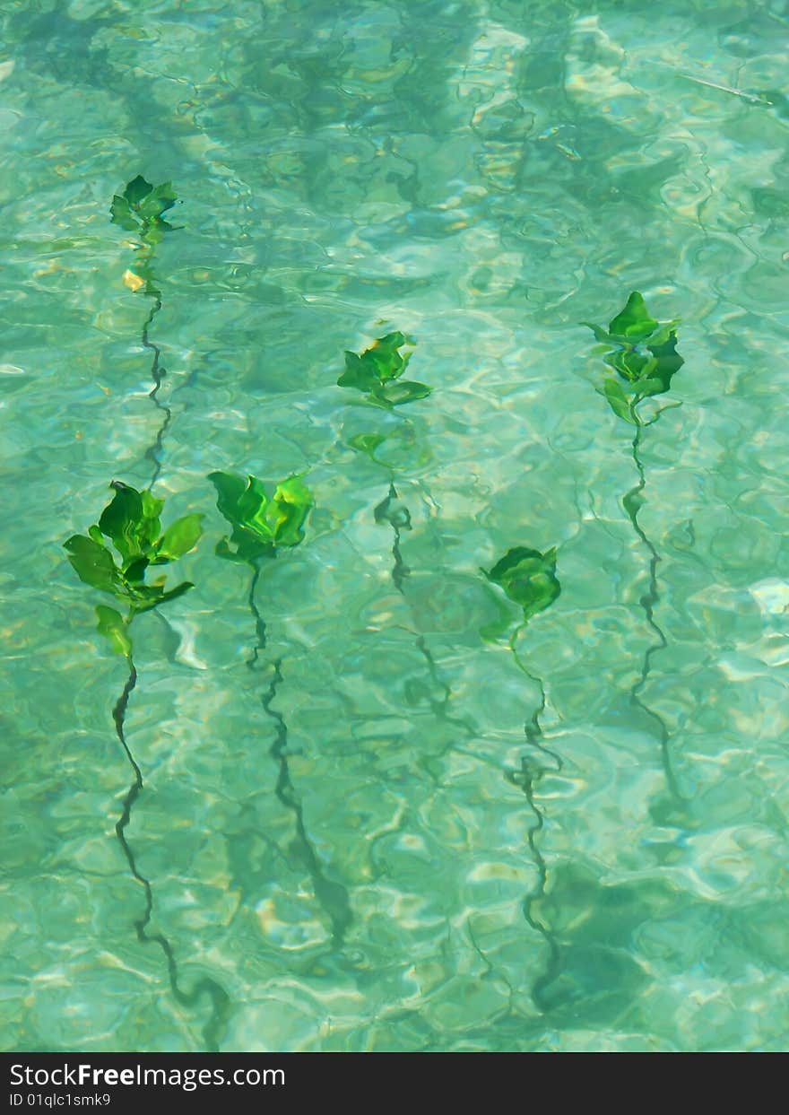 Young green mango trees under water in a tropical sea at high tide