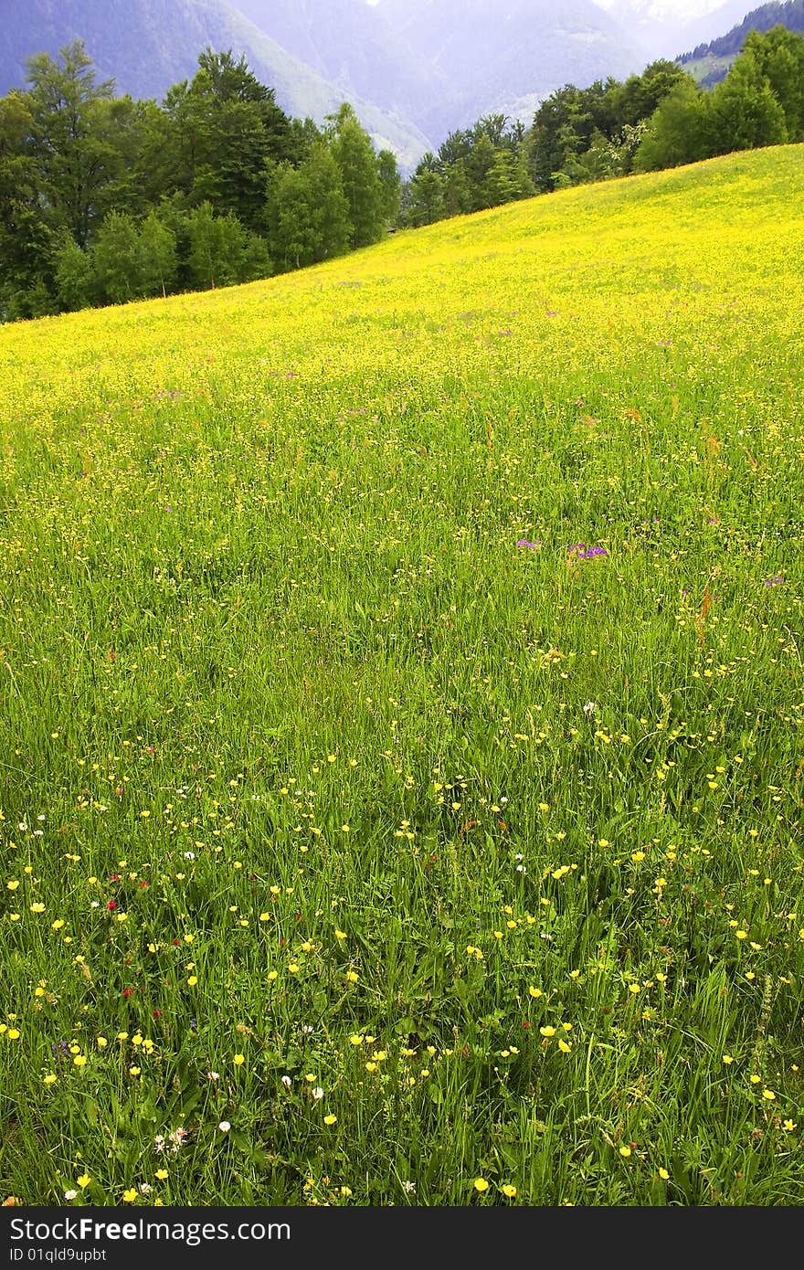 Meadow with flowers