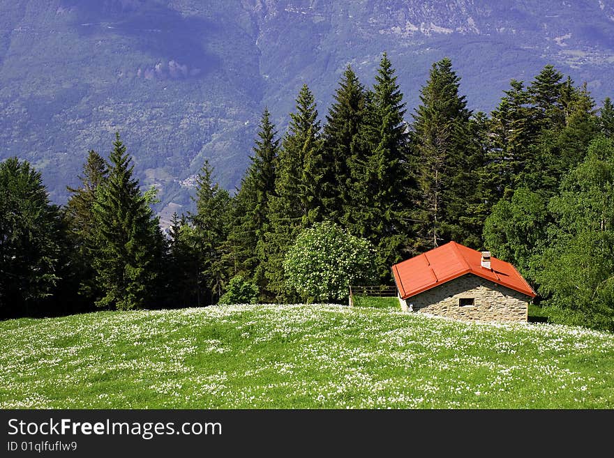 Meadow with flowers