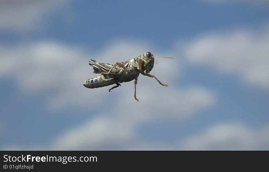 Giant grasshopper insect against blue sky with clouds. Giant grasshopper insect against blue sky with clouds.