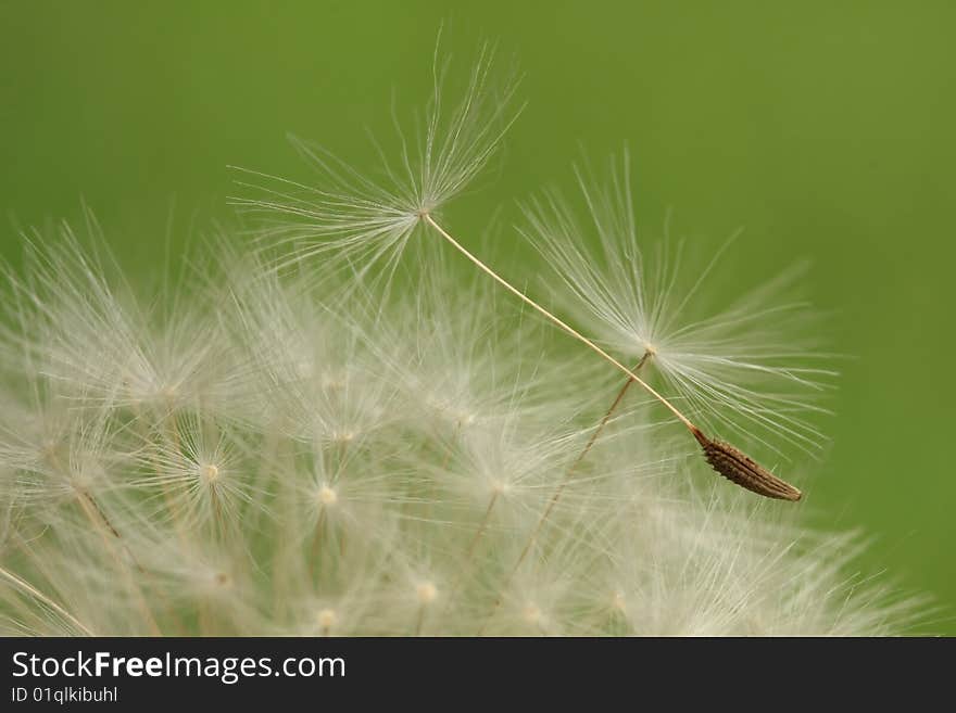 Dandelion