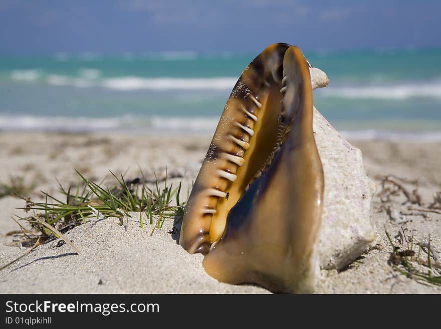 Coquilage on the beach in cuba