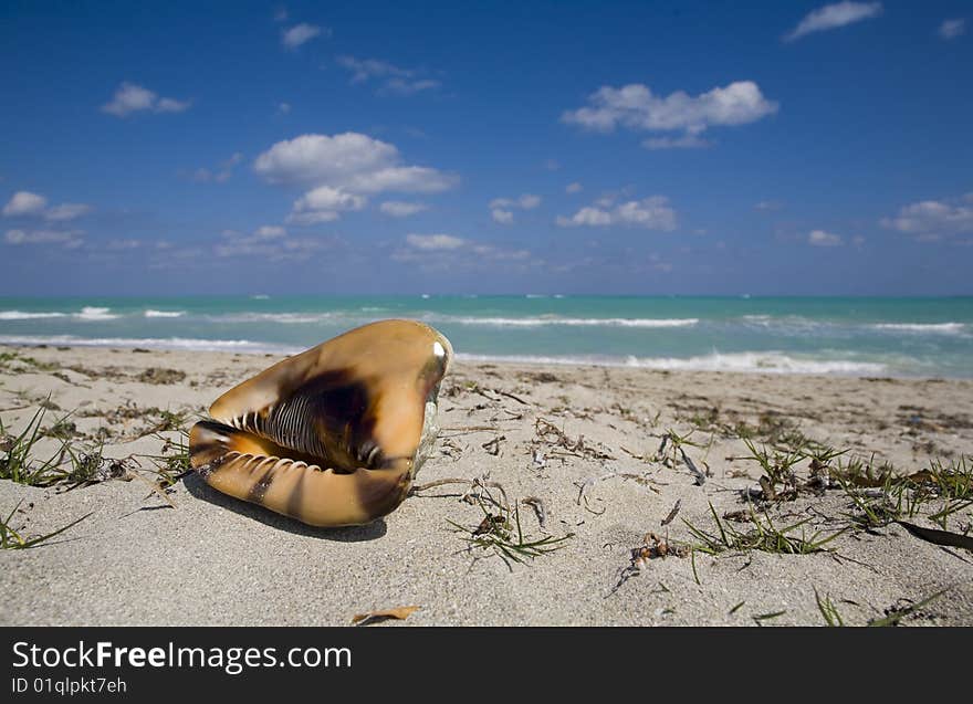 Coquilage on the beach in cuba