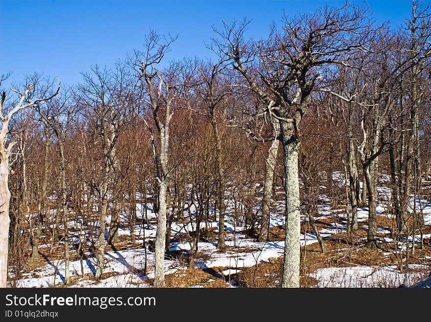 Bare trees in winter against blue sky. Snow on the ground. Bare trees in winter against blue sky. Snow on the ground.