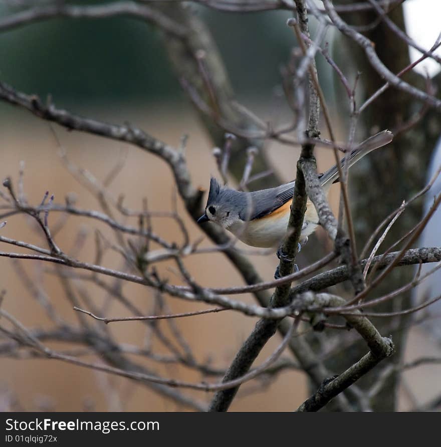 Titmose On Branches