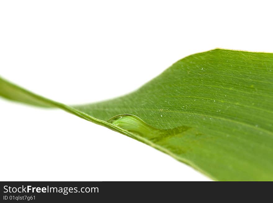 Big leaf with water drops.