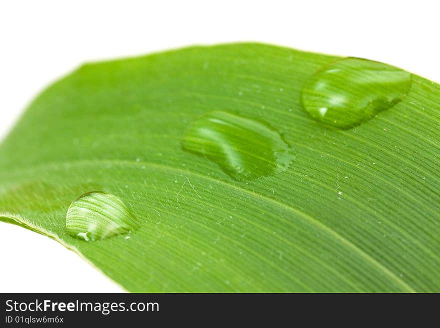 Big leaf with water drops