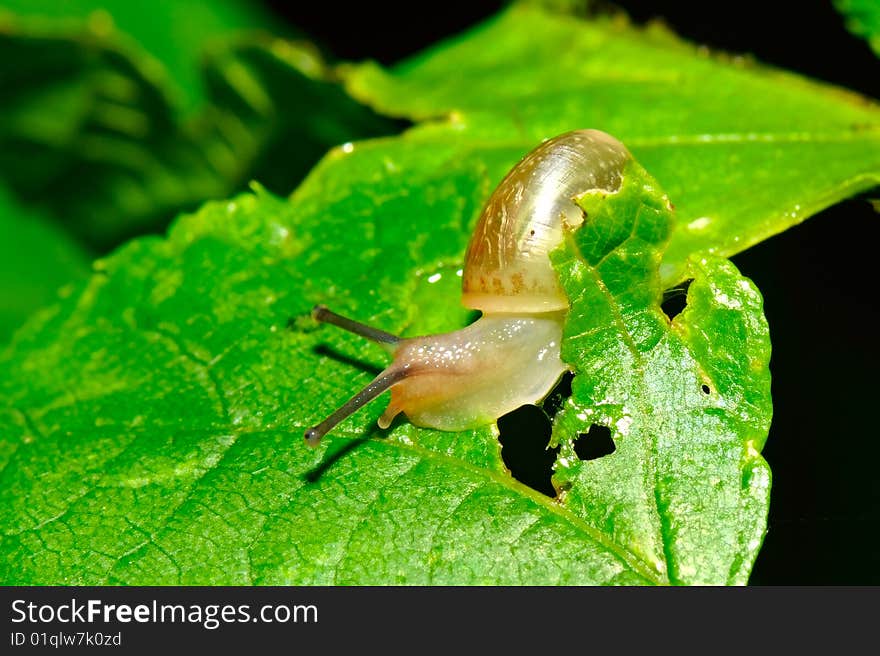 Small snail on the leaf