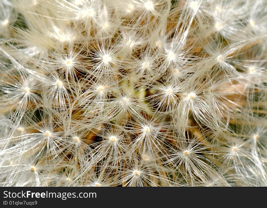 The close-up image of dandelion