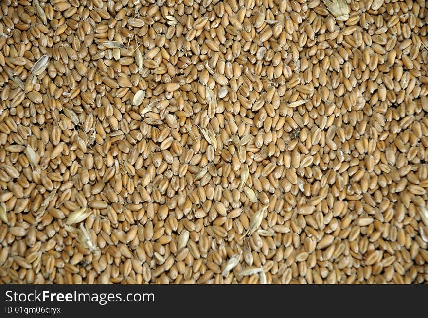 Wheat grains in bulk