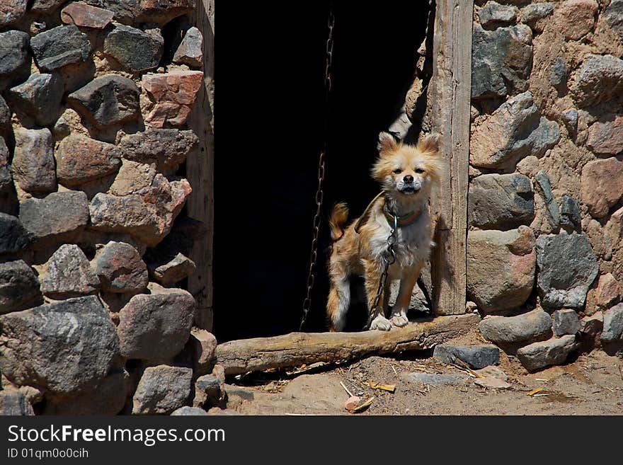 A dog watching at the door of a village house. A dog watching at the door of a village house