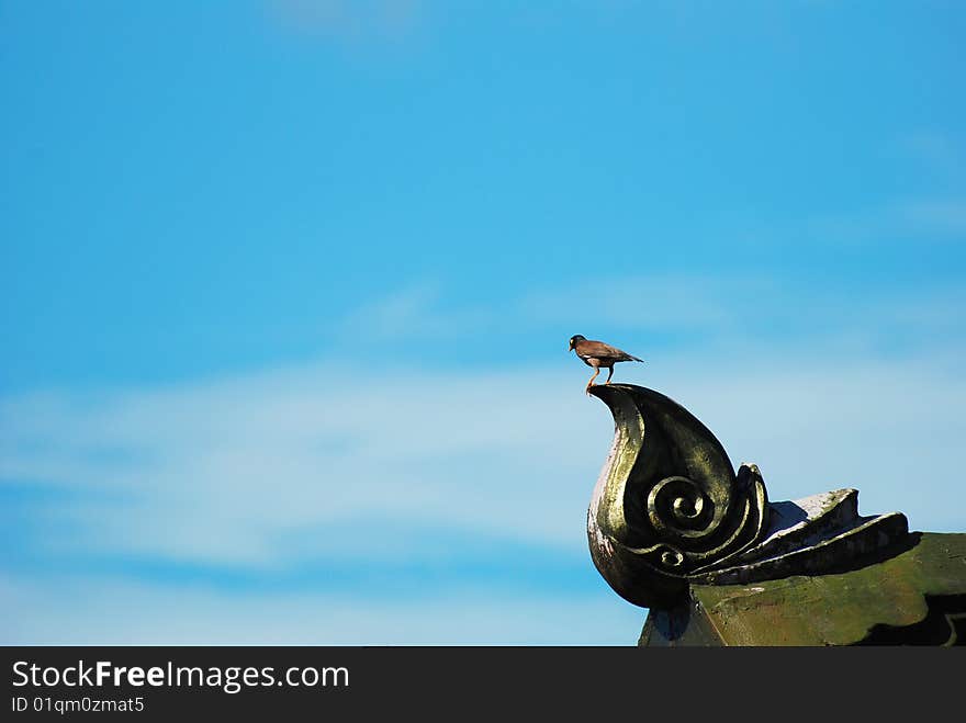 Bird On The Roof