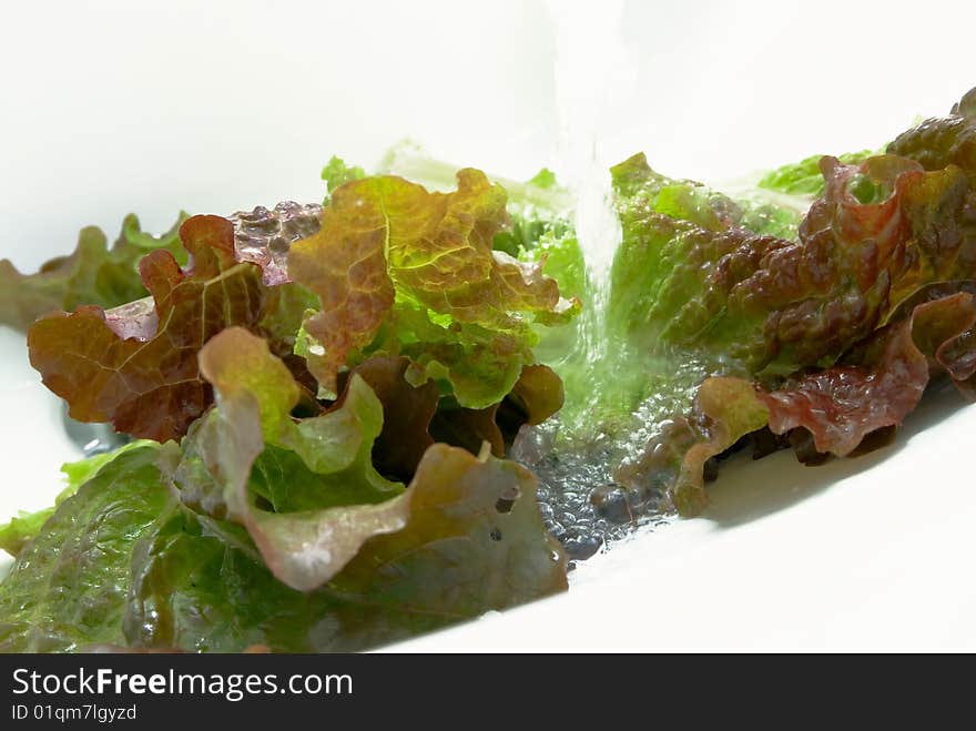 Red And Green Cabbage