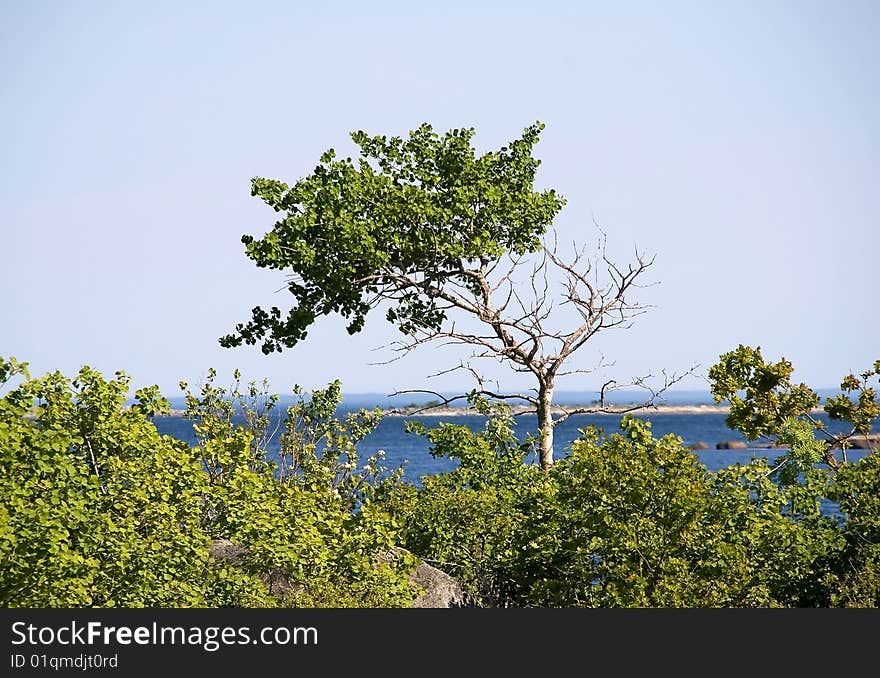 A tree which only lives on one side. A tree which only lives on one side.