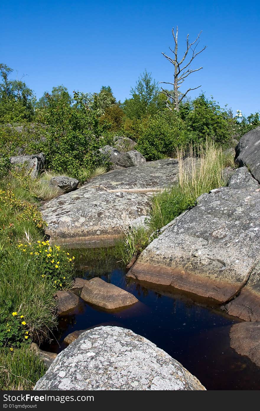 Summer landscape