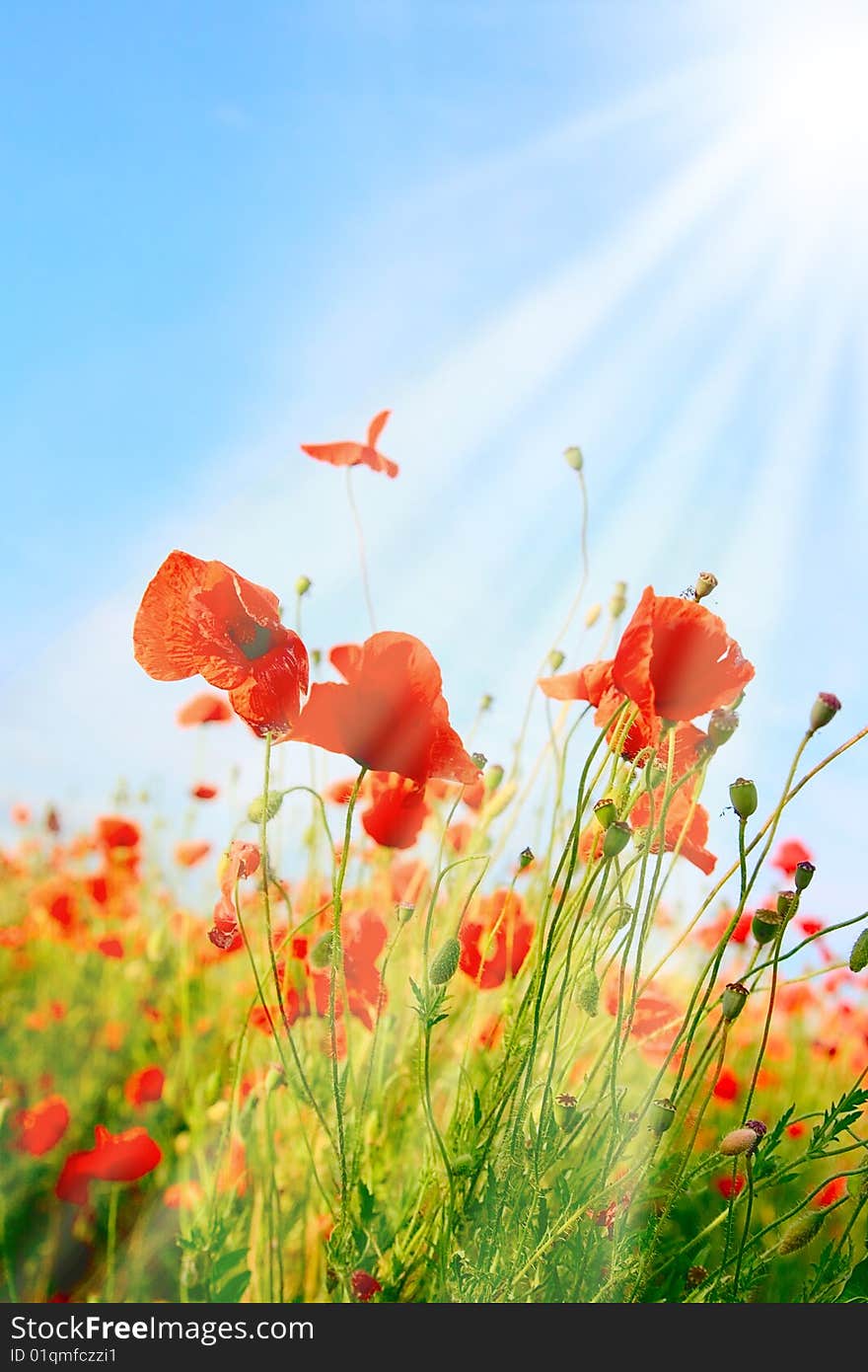 Poppy field background with sunlight