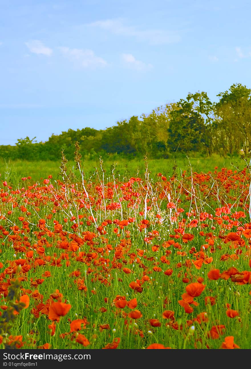 Poppy field background