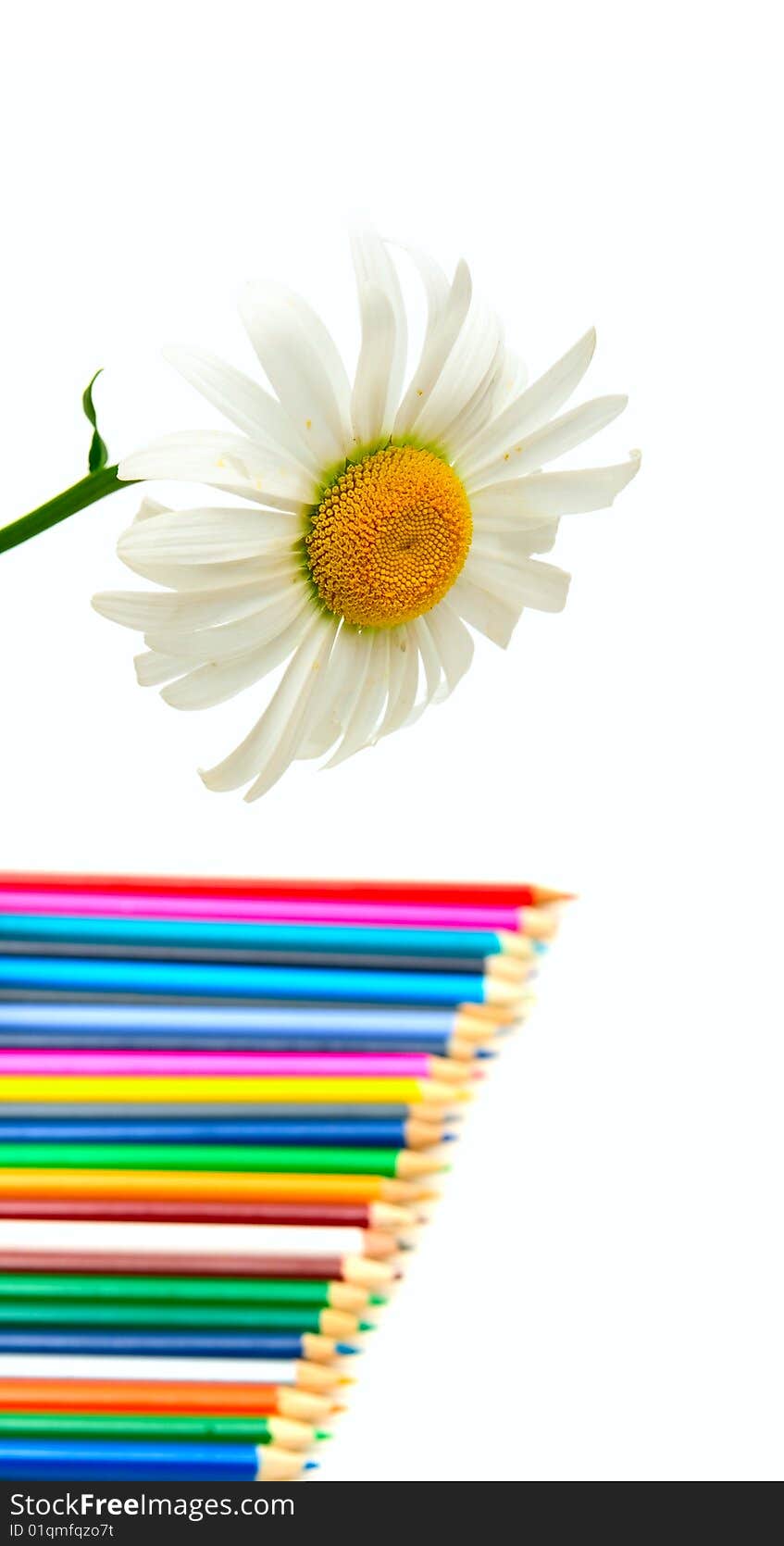 Camomile Flower And Color Pencils