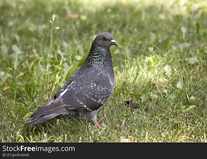 Pigeon is sitting on the grass