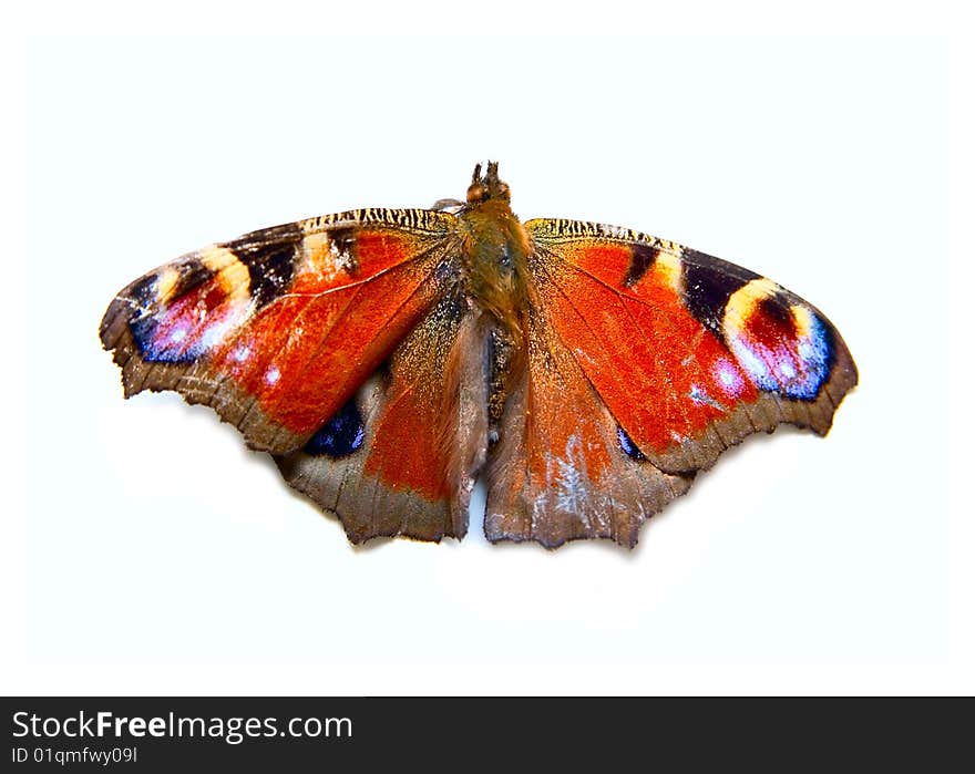 Butterfly Isolated On White