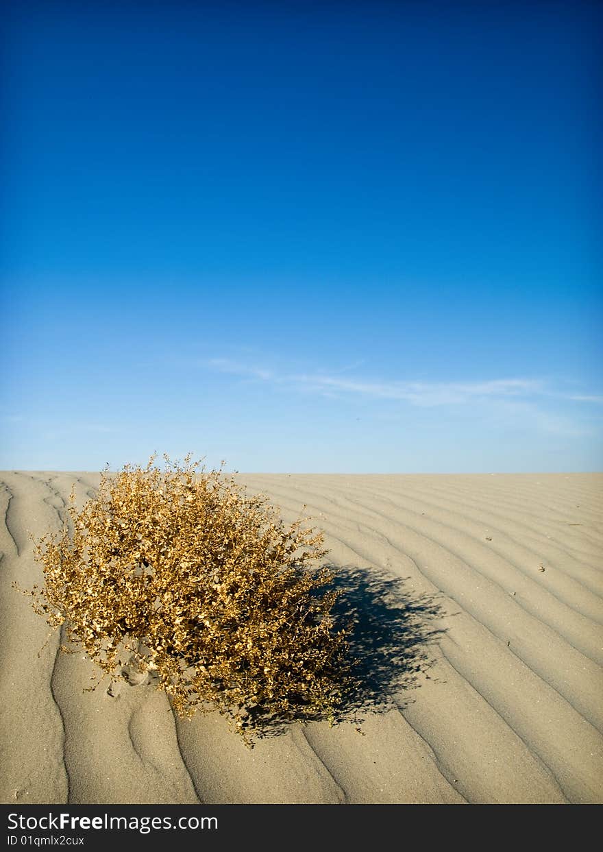 Desert landscape and sand dunes